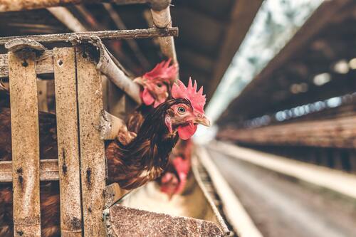 Lire la suite à propos de l’article Réussir en Aviculture en Afrique : Guide Complet pour un Business Rentable